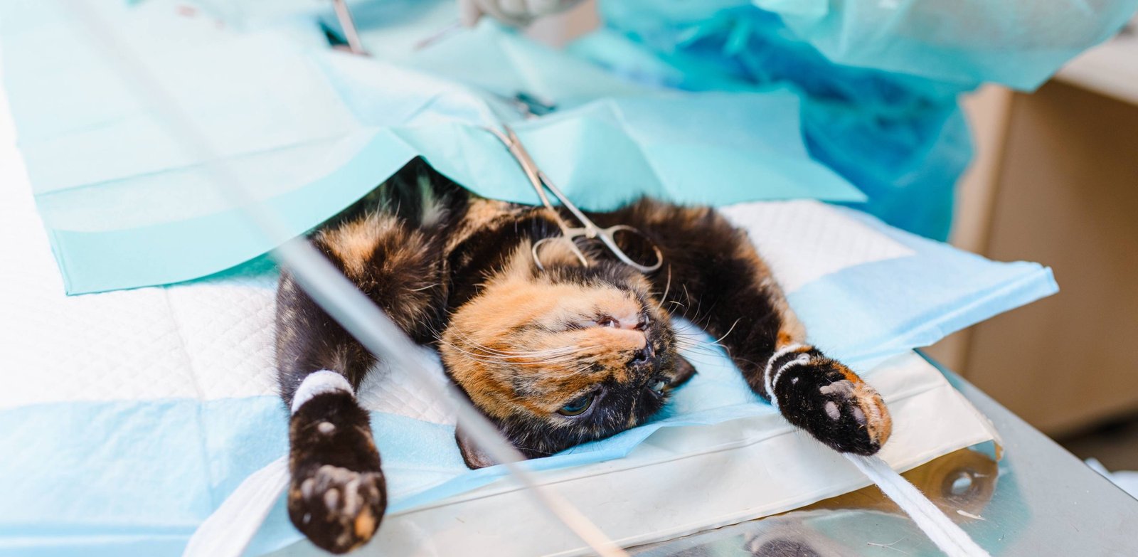 Bengal cat care at home