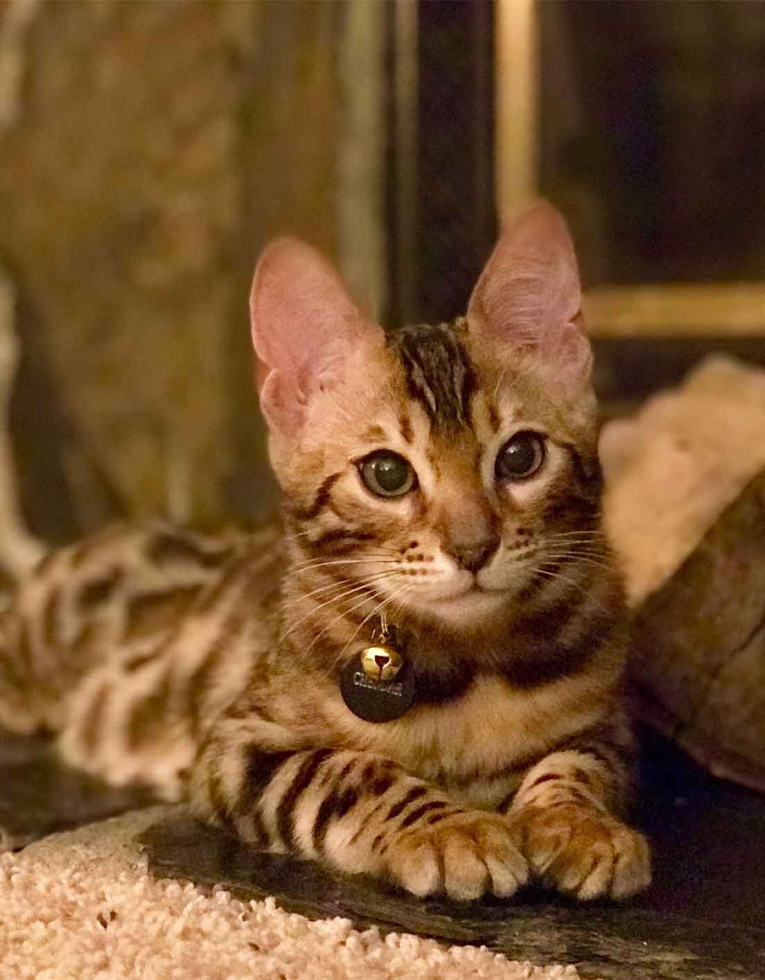 Bengal cat with a leopard-like coat