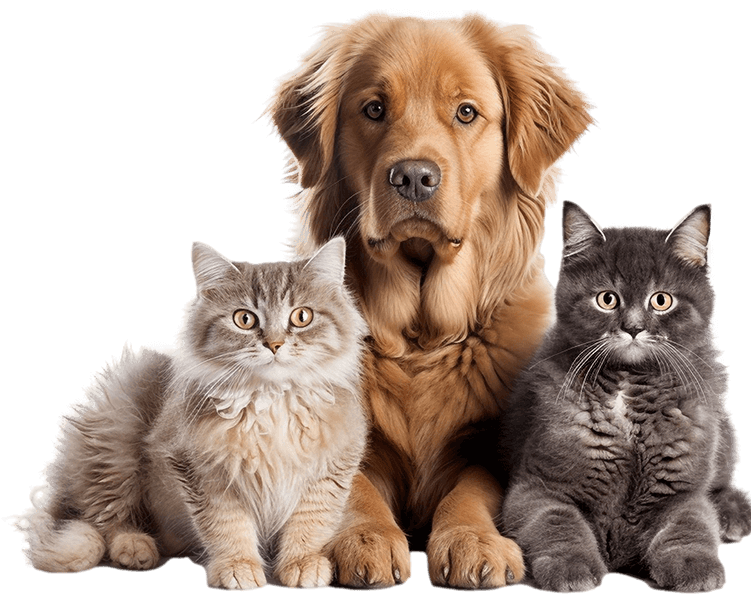 Bengal cat cost planning