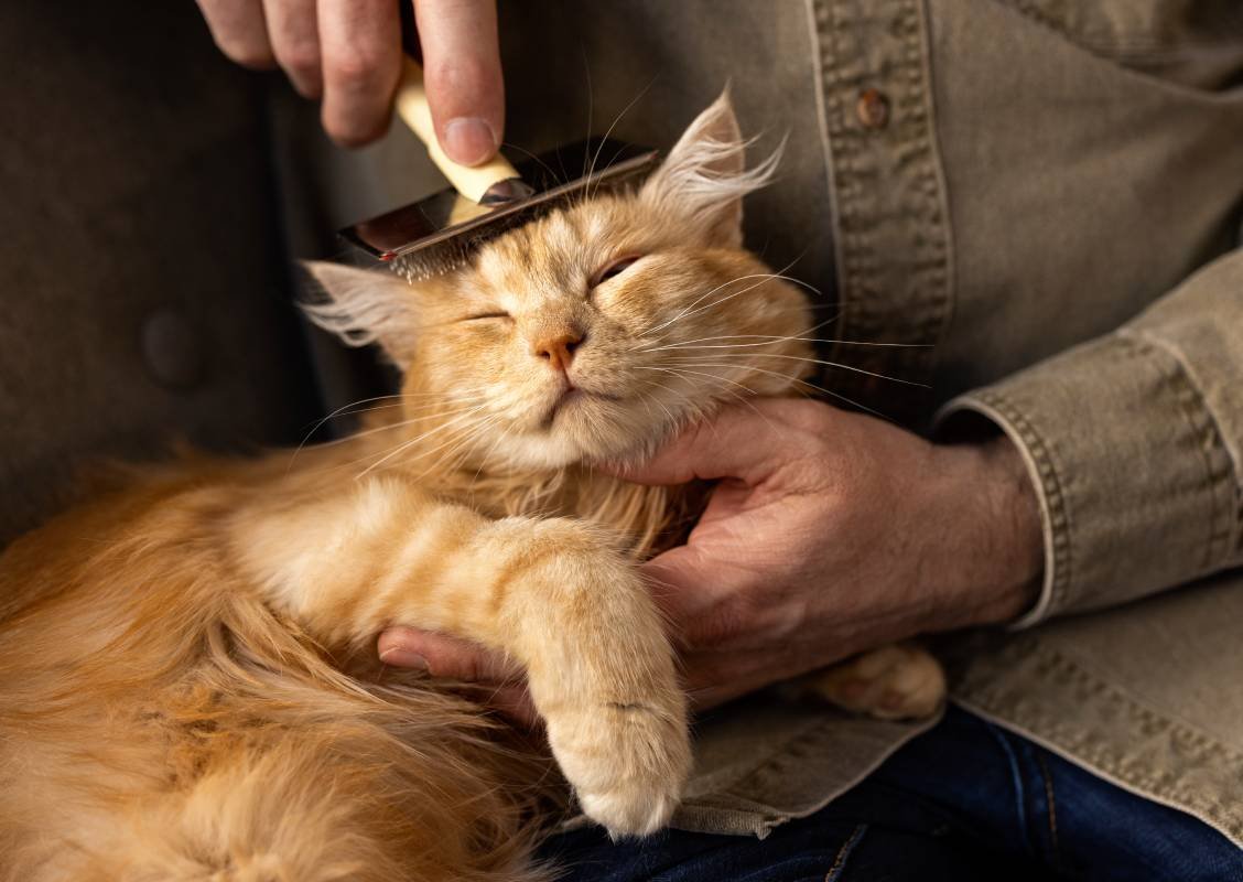 Senior owner relaxing with a pet cat at home