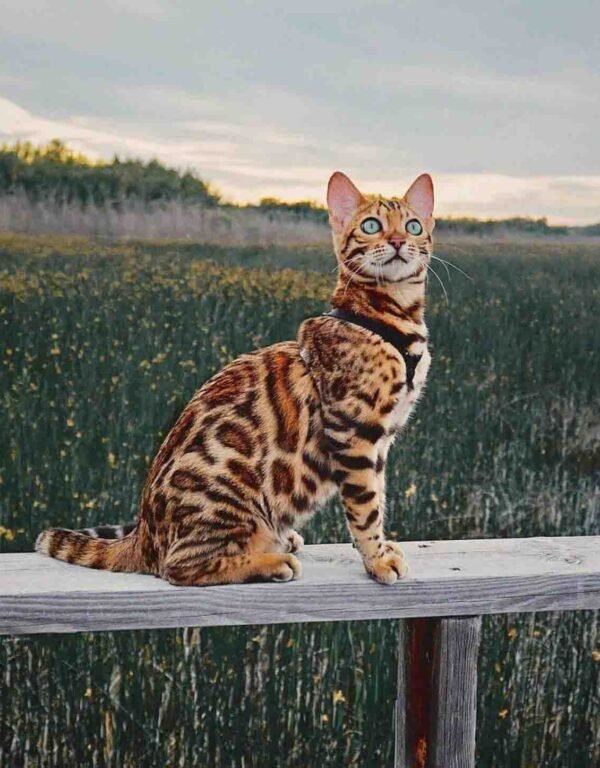 about-bengal-cat