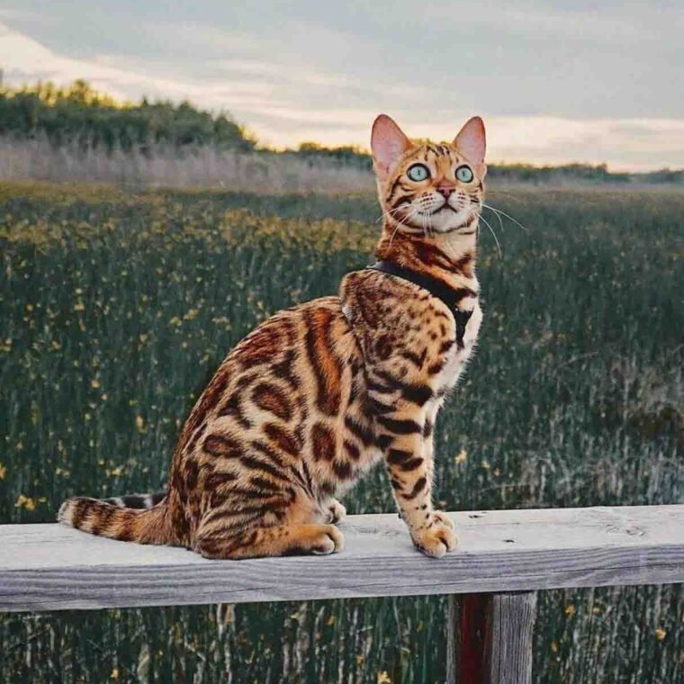 about-bengal-cat