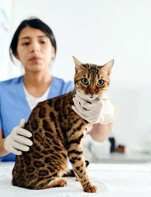 bengal-cat-experts