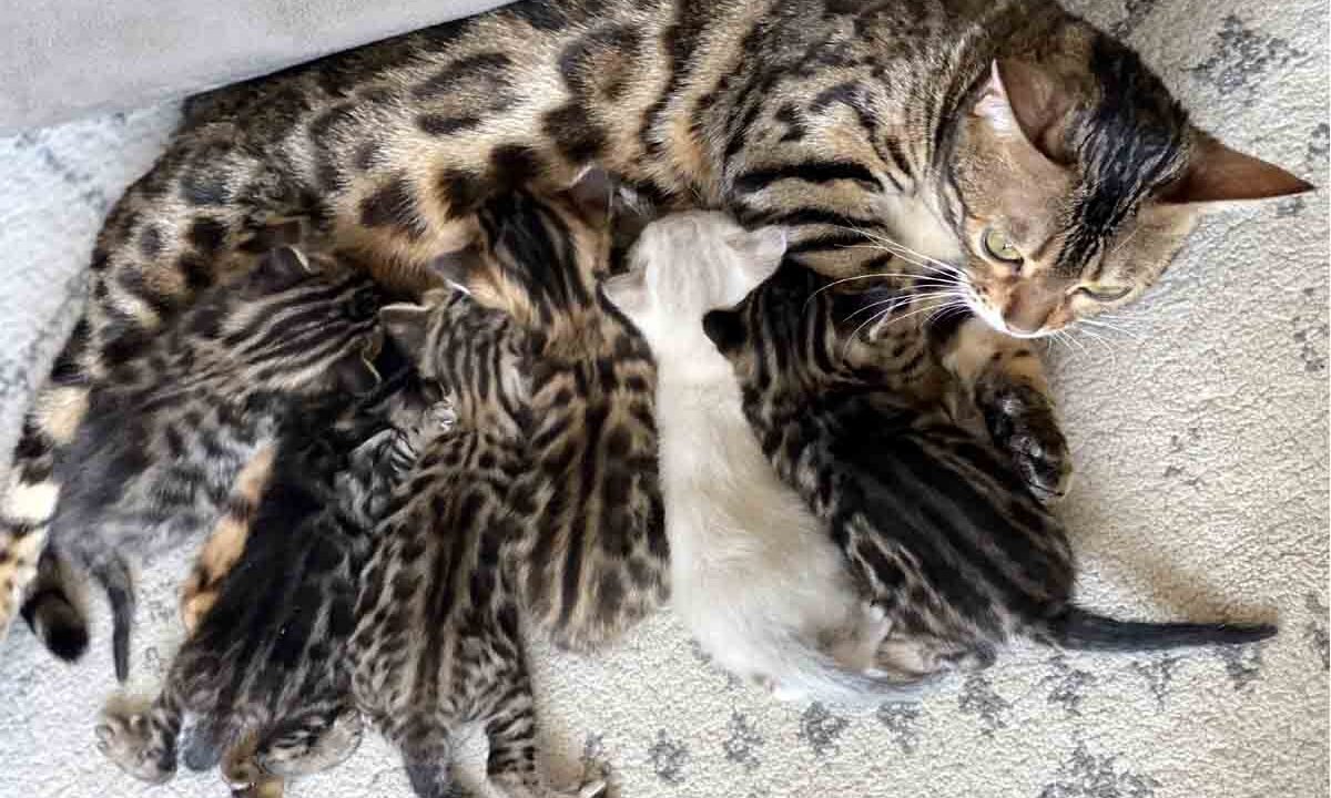 bengal kittens for sale at 300$ with spotted coat