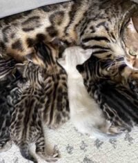 bengal kittens for sale at 300$ with spotted coat