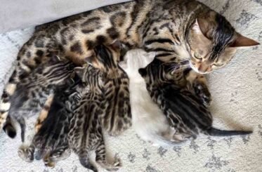 bengal kittens for sale at 300$ with spotted coat
