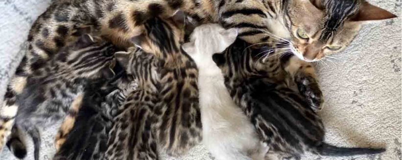 bengal kittens for sale at 300$ with spotted coat