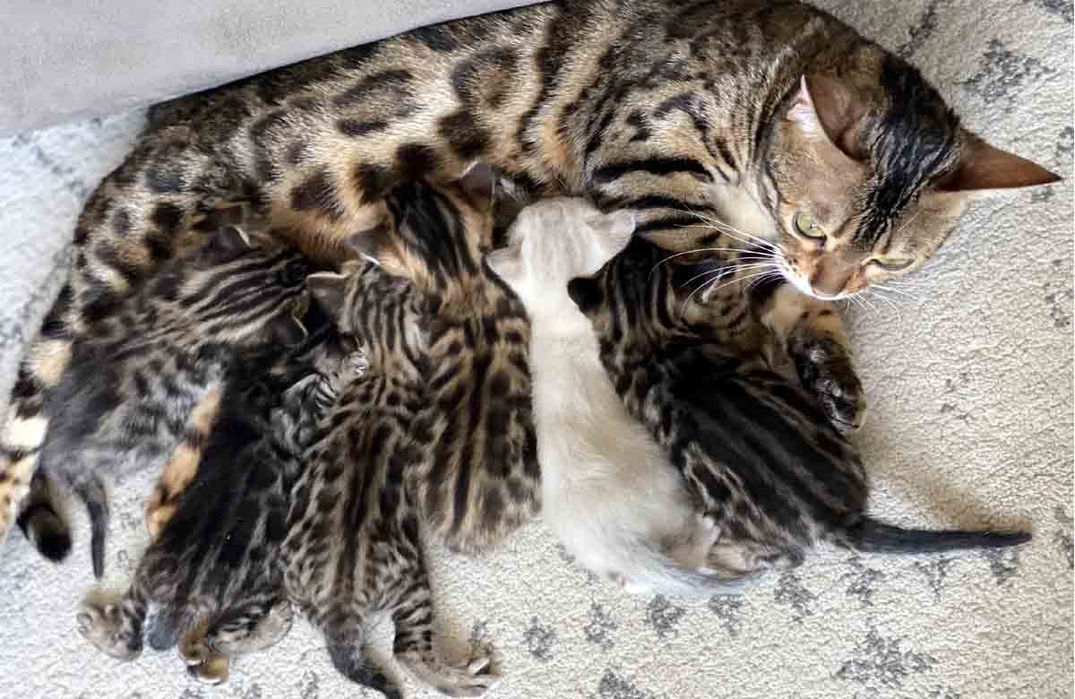 bengal kittens for sale at 300$ with spotted coat
