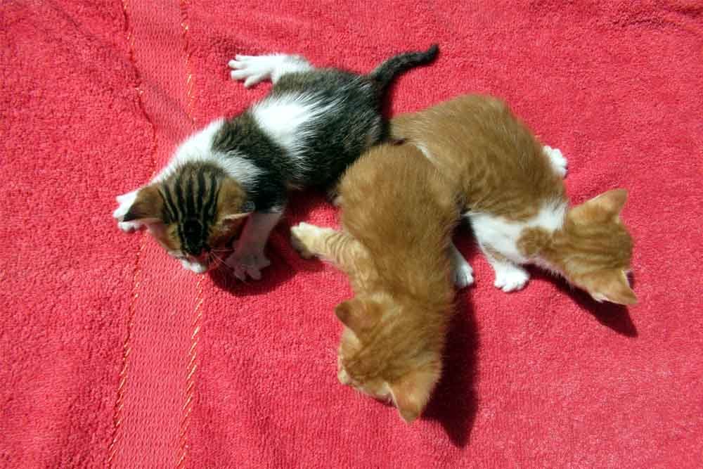 warning signs when buying a kitten online