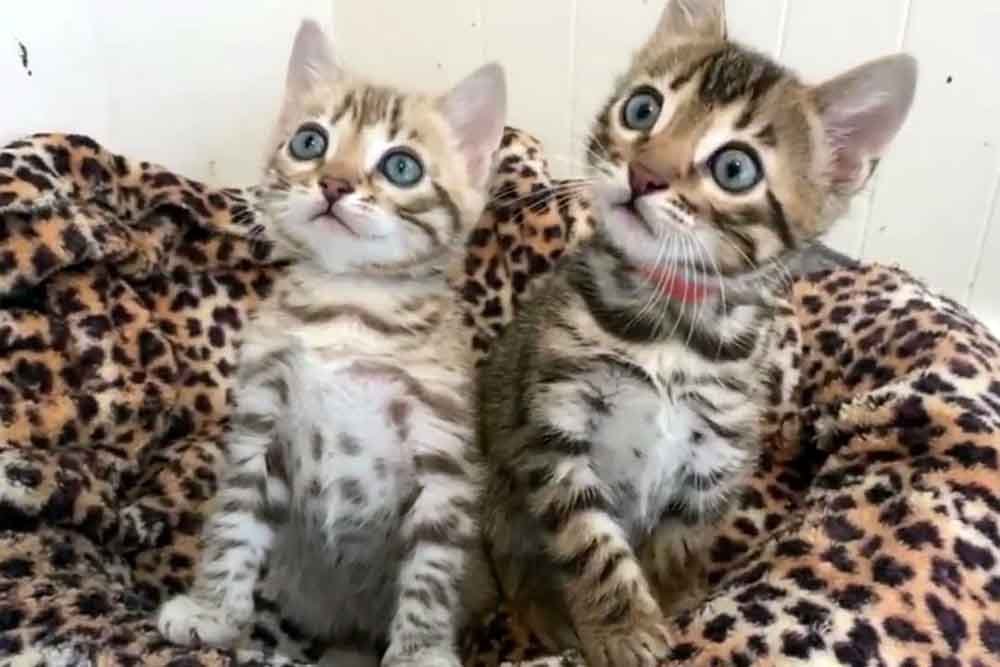 bengal kitten with spotted coat showing premium breed