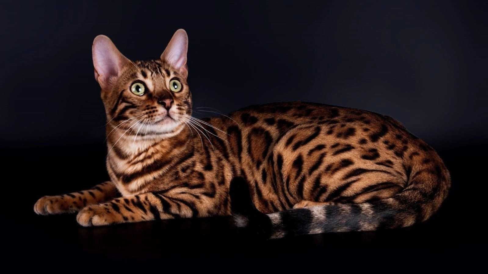 Bengal cat, an exotic-looking breed