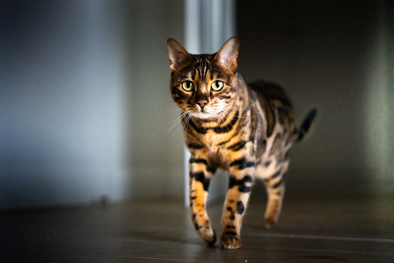 Playful Bengal cat