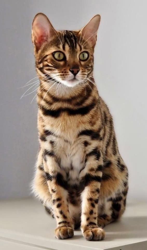 Bengal cat showing its pattern