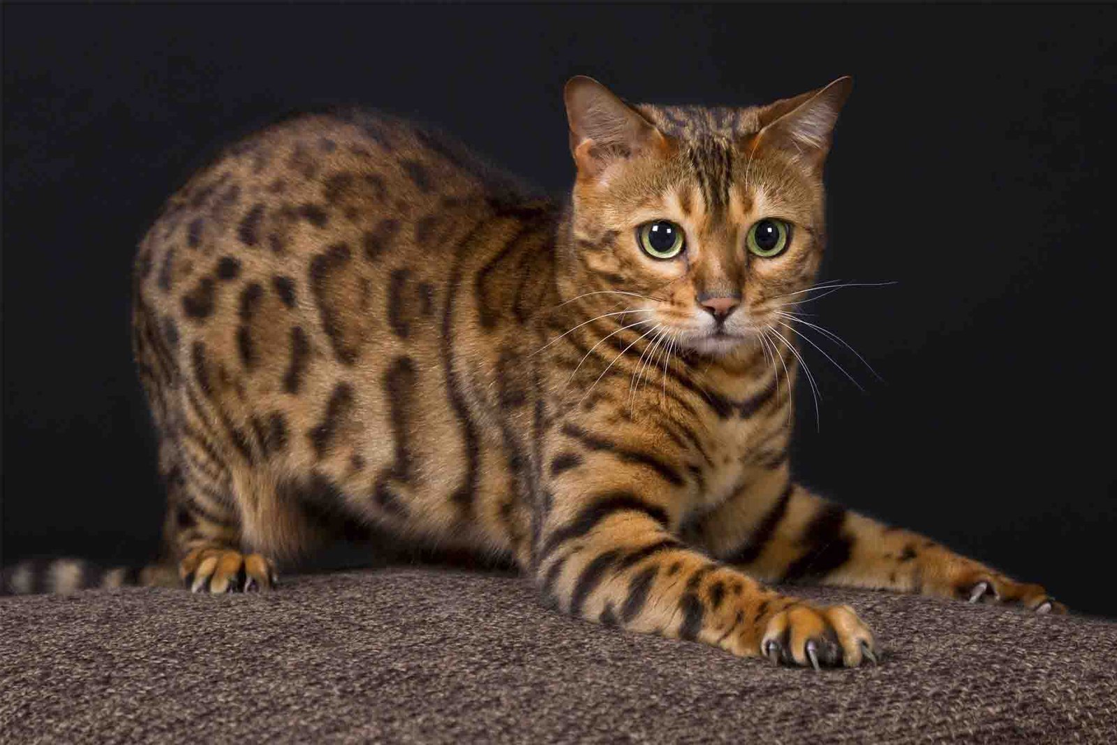 Bengal cat with a wild look