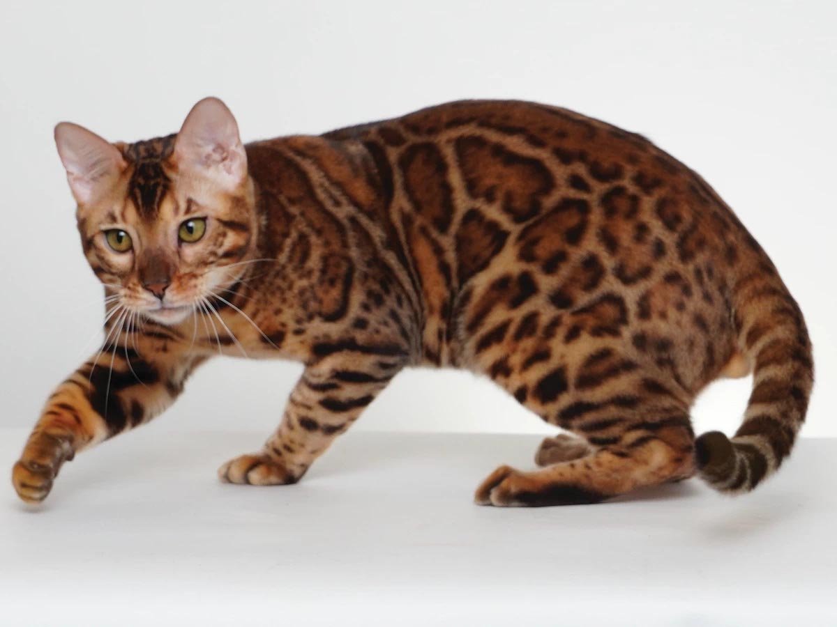 Domestic Bengal cat