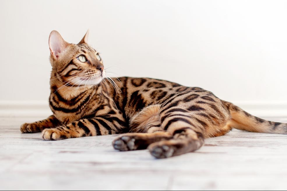 Bengal cat companion