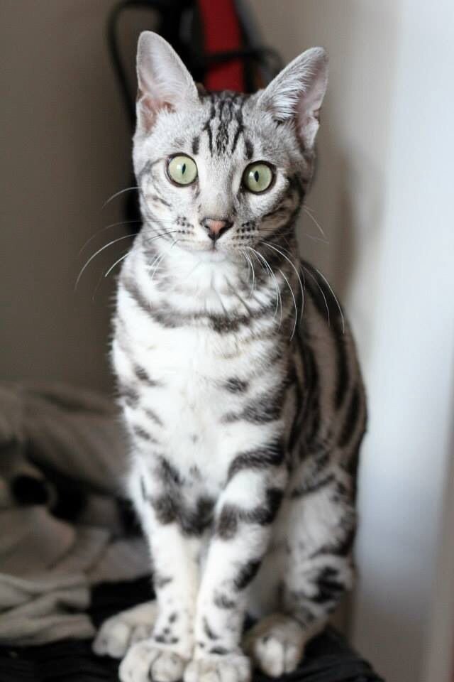 Bengal cat with its distinctive markings