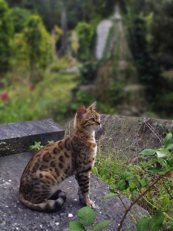 Bengal cat, a medium-to-large breed