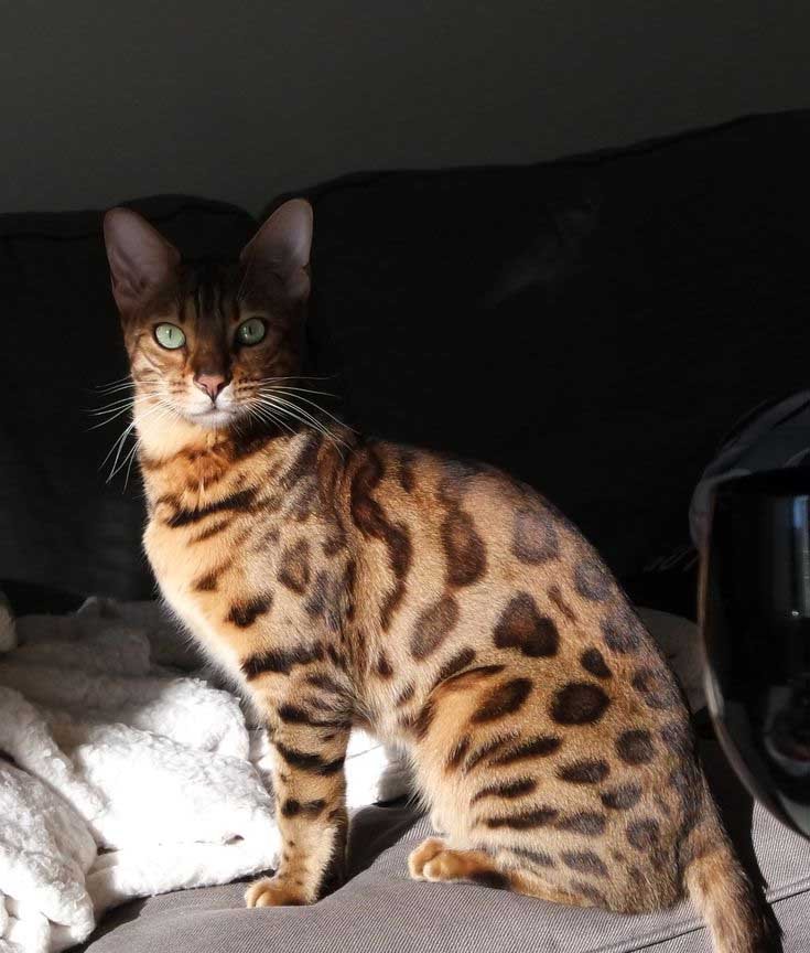 Athletic Bengal cat