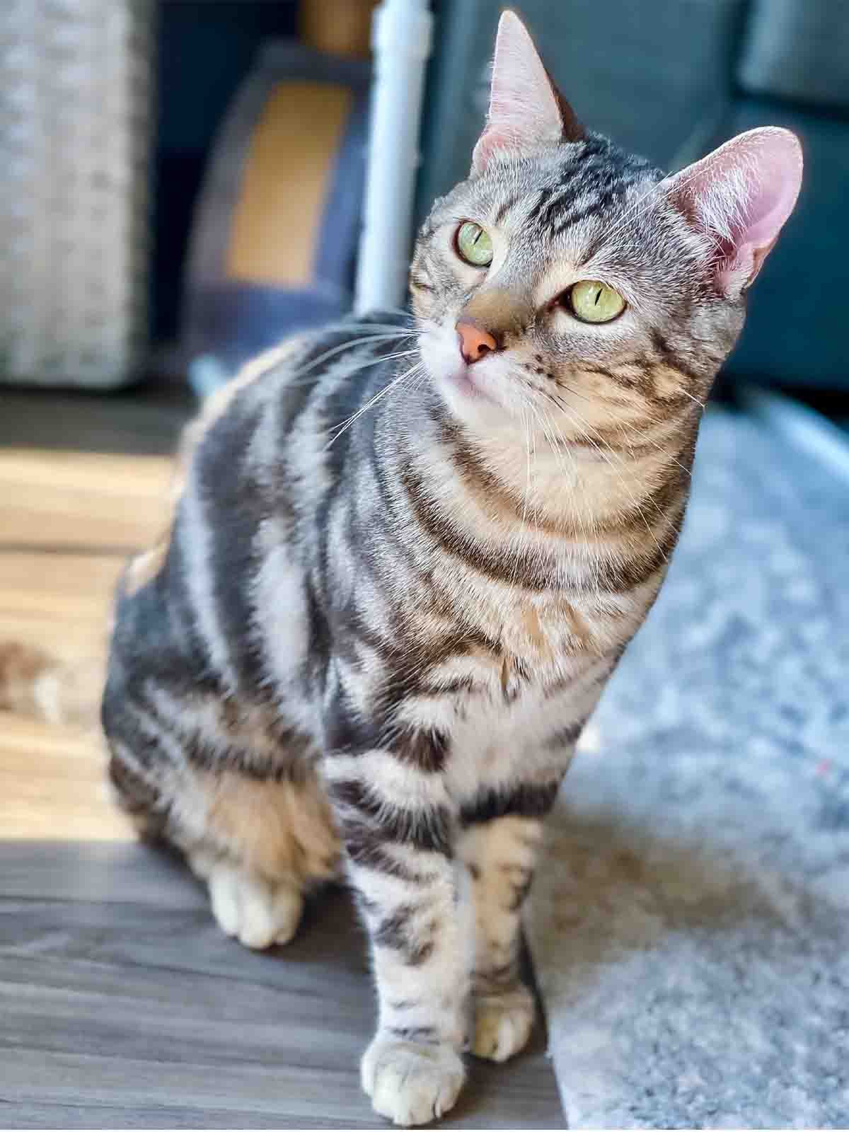 Bengal cat, known for its wild look