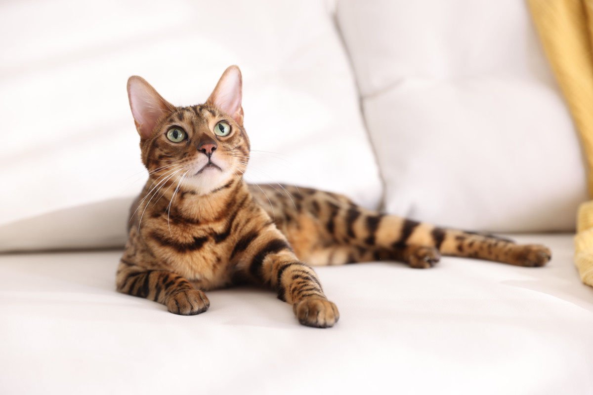 Curious Bengal cat