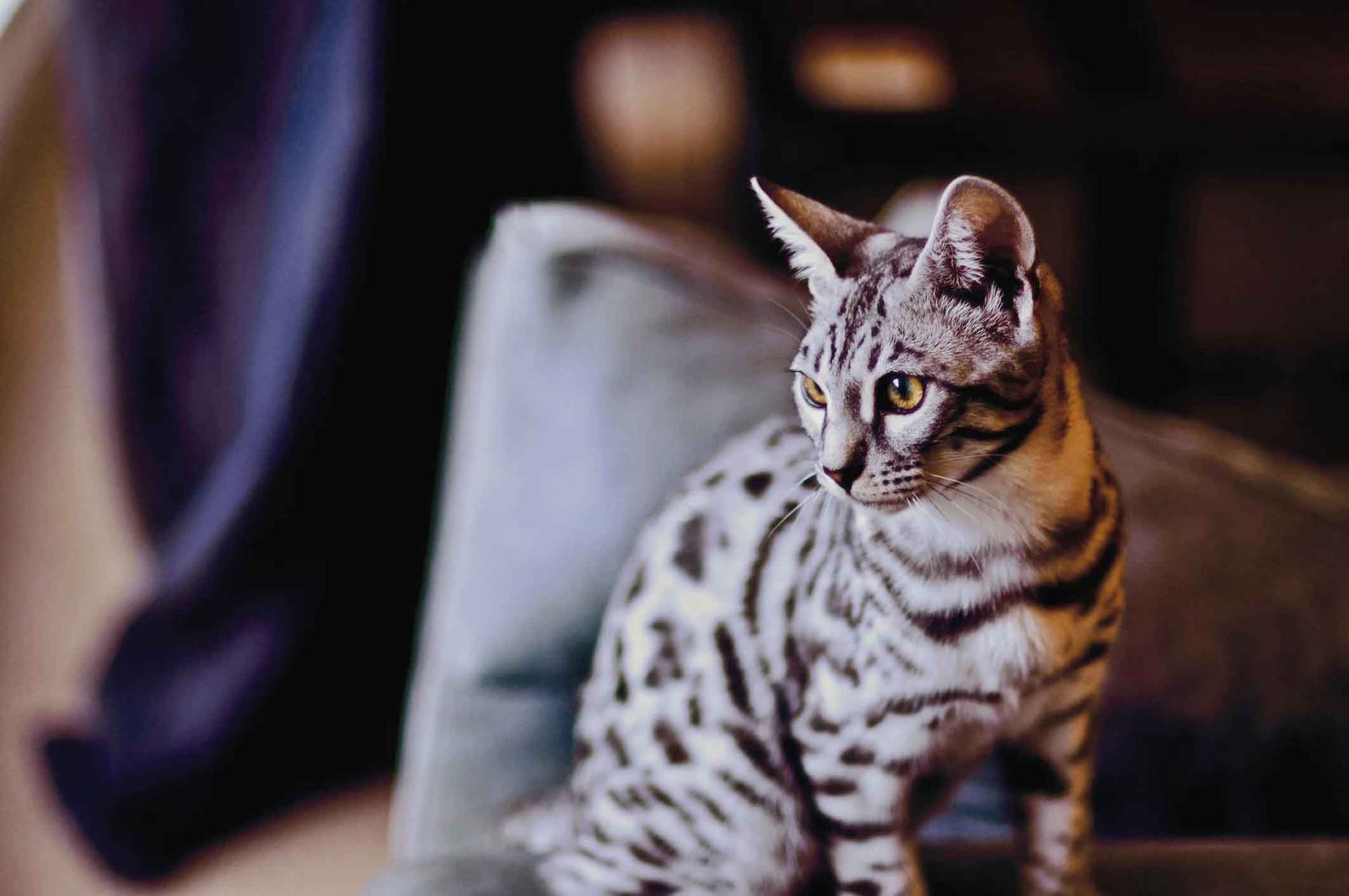 Pet Bengal cat